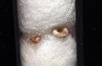 藏品(知本錐塔螺)的圖片