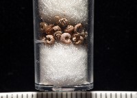 藏品(知本錐塔螺)的圖片