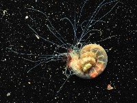 藏品(襟首葉蟄蟲)的圖片