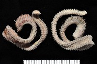 藏品(未知種磯沙蠶)的圖片