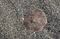 藏品(扁平蛛網海膽)的圖片