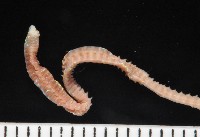 藏品(未知種吻沙蠶)的圖片