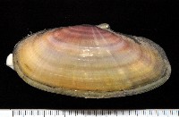 藏品(西施舌)的圖片