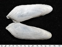 藏品(馬尼拉鷗蛤)的圖片