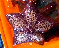 藏品(規則膨海星)的圖片