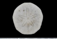 藏品(雷氏餅海膽)的圖片