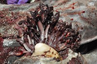 藏品(耳條茗荷)的圖片