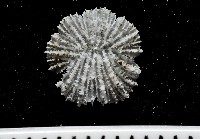 藏品(裂盤蕈杯珊瑚)的圖片