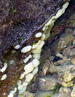 藏品(海綿多囊海鞘)的圖片