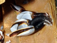 藏品(龜茗荷)的圖片