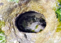 藏品(琉球花棘石鱉(琉球駝石鱉))的圖片