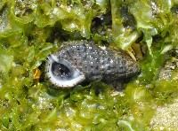 藏品(黑瘤海蜷)的圖片