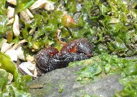 藏品(兇猛酋婦蟹)的圖片