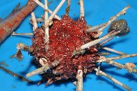 藏品(變異組頭帕)的圖片