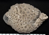 藏品(未知種拂子偕海綿)的圖片