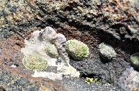 藏品(網紋松螺)的圖片