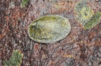 藏品(花青螺)的圖片