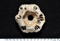 藏品(桶冠鯨藤壺)的圖片