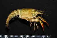 藏品(克氏原喇蛄)的圖片