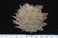 藏品(細雕刻肋海膽)的圖片