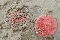 藏品(雷氏餅海膽)的圖片