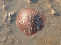 藏品(曼氏星盾(孔楯)海膽)的圖片