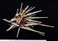 藏品(澳洲棘鋸頭帕)的圖片