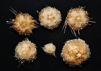 藏品(未知種深海皇冠海膽)的圖片