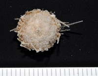 藏品(未知種深海皇冠海膽)的圖片