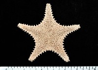 藏品(未知種馬海星)的圖片