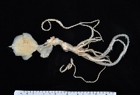 藏品(皮氏(元帥)手魷)的圖片