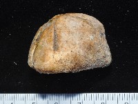 藏品(命運神海膽)的圖片