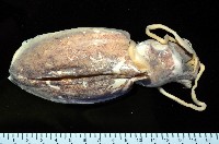 藏品(豹斑烏賊)的圖片