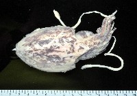 藏品(葉足鳥賊)的圖片