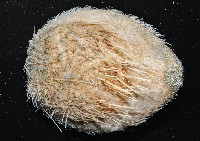 藏品(大裸心海膽)的圖片