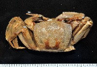 藏品(角眼沙蟹)的圖片