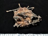 藏品(雙列角頭帕)的圖片