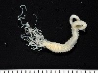 藏品(七股搓蟄蟲)的圖片