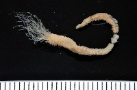 藏品(梧棲搓蟄蟲)的圖片