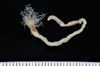 藏品(梧棲搓蟄蟲)的圖片