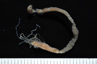 藏品(梧棲搓蟄蟲)的圖片