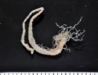 藏品(梧棲搓蟄蟲)的圖片