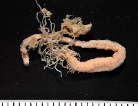 藏品(梧棲搓蟄蟲)的圖片