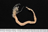 藏品(梧棲搓蟄蟲)的圖片