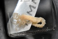 藏品(梧棲搓蟄蟲)的圖片