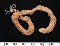 藏品(臺灣乳蟄蟲)的圖片