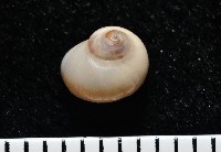 藏品(月華蠑螺)的圖片