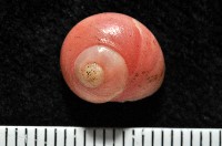 藏品(一心蠑螺)的圖片