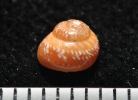 藏品(瓔珞蠑螺)的圖片