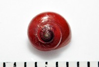 藏品(細雨蠑螺)的圖片